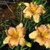 Thumbnail #5 of Hemerocallis  by amorecuore