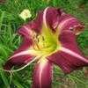 Thumbnail #3 of Hemerocallis  by Calif_Sue