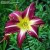 Thumbnail #2 of Hemerocallis  by carolann