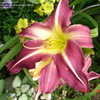 Thumbnail #4 of Hemerocallis  by amarantha00