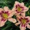 Thumbnail #1 of Hemerocallis  by linthicum