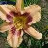 Thumbnail #3 of Hemerocallis  by frstbrn24