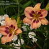 Thumbnail #4 of Hemerocallis  by 2zeus