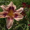 Thumbnail #5 of Hemerocallis  by DaylilySLP