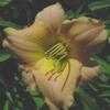 Thumbnail #5 of Hemerocallis  by carolann