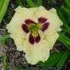 Thumbnail #1 of Hemerocallis  by jody