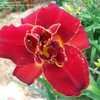 Thumbnail #2 of Hemerocallis  by busy_gardener