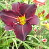 Thumbnail #4 of Hemerocallis  by 2zeus