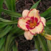 Thumbnail #3 of Hemerocallis  by Tree_Climber