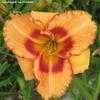 Thumbnail #3 of Hemerocallis  by Calif_Sue