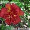 Thumbnail #3 of Hemerocallis  by Seedsower