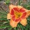 Thumbnail #4 of Hemerocallis  by linthicum