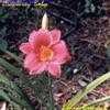 Thumbnail #4 of Hemerocallis  by poppysue