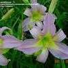 Thumbnail #3 of Hemerocallis  by gardenmrswi