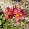 Thumbnail #4 of Hemerocallis  by treelover3