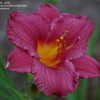 Thumbnail #5 of Hemerocallis  by Gabrielle