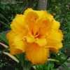 Thumbnail #3 of Hemerocallis  by Pusia