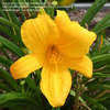 Thumbnail #4 of Hemerocallis  by Texas_Doodlebug