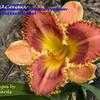 Thumbnail #1 of Hemerocallis  by yogaman