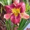 Thumbnail #2 of Hemerocallis  by hemlady