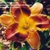 Thumbnail #3 of Hemerocallis  by LilyLover_UT