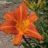 Thumbnail #3 of Hemerocallis  by DaylilySLP