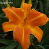 Thumbnail #4 of Hemerocallis  by daryl