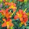 Thumbnail #5 of Hemerocallis  by lincolnitess