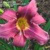 Thumbnail #1 of Hemerocallis  by Sherlock221