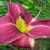 Thumbnail #5 of Hemerocallis  by turektaylor