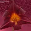 Thumbnail #3 of Hemerocallis  by DaylilySLP