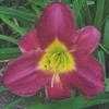 Thumbnail #4 of Hemerocallis  by carolann