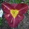 Thumbnail #2 of Hemerocallis  by mgh