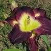 Thumbnail #2 of Hemerocallis  by carolann