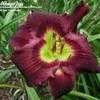 Thumbnail #3 of Hemerocallis  by linthicum