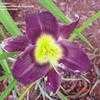 Thumbnail #4 of Hemerocallis  by carolann