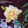 Thumbnail #5 of Hemerocallis  by Wandasflowers