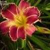 Thumbnail #2 of Hemerocallis  by 2zeus