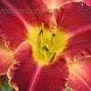 Thumbnail #4 of Hemerocallis  by Songbird839