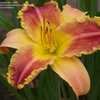 Thumbnail #3 of Hemerocallis  by crossborder