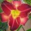 Thumbnail #5 of Hemerocallis  by Songbird839