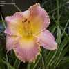 Thumbnail #3 of Hemerocallis  by DaylilySLP