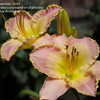 Thumbnail #5 of Hemerocallis  by kamchin