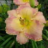 Thumbnail #4 of Hemerocallis  by Snug_As_Bug_Rug