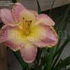 Thumbnail #2 of Hemerocallis  by DaylilySLP