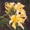 Thumbnail #5 of Hemerocallis  by Wandasflowers