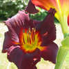 Thumbnail #3 of Hemerocallis  by amethystsm