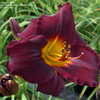 Thumbnail #4 of Hemerocallis  by DaylilySLP