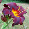 Thumbnail #5 of Hemerocallis  by amethystsm