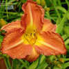 Thumbnail #4 of Hemerocallis  by Joy